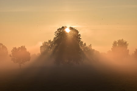 green trees during golden hour thumbnail