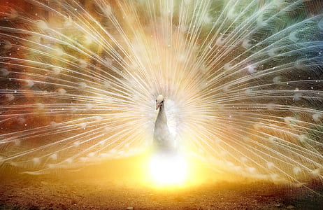 white peacock illustration thumbnail