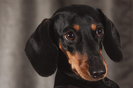 adult black and tan Dachshund thumbnail