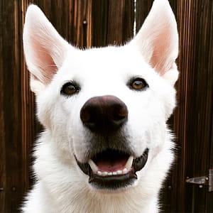 Close up of white Husky dog with brown eyes. thumbnail