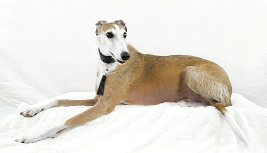 greyhound lying down on white towel thumbnail