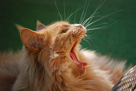 macro shot photography of orange Persian cat thumbnail