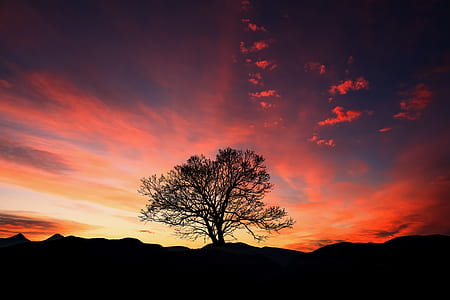 black withered tree during sunset thumbnail