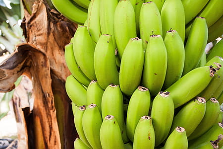 unripe banana fruits on plant thumbnail