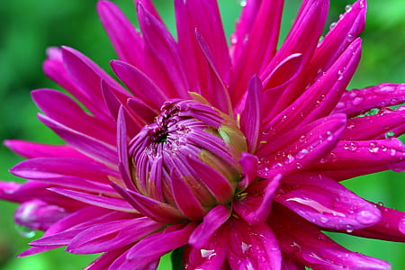closed up photo of pink petaled flower thumbnail