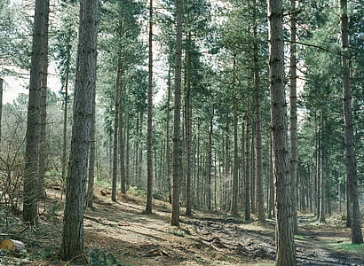 tall trees thumbnail
