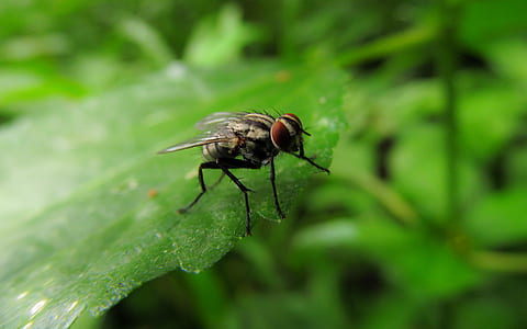 selective focus photography of house fly thumbnail