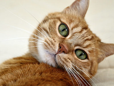 close view of orange tabby cat laying down thumbnail
