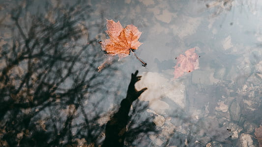 shallow focus photography of falling maple leaf thumbnail