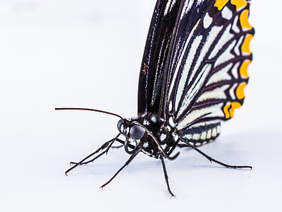 Butterfly, Insect thumbnail