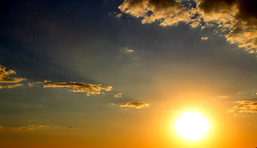 birds flying during sunset thumbnail