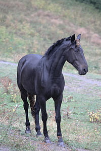 black horse standing on green grass land thumbnail