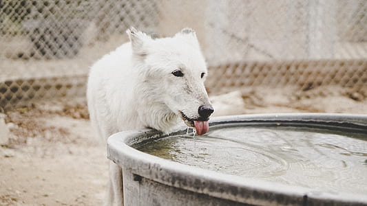 adult white Indian spitz drinking water thumbnail