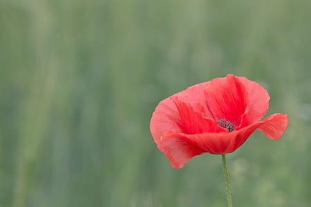 ruled of thirds photography of flower thumbnail