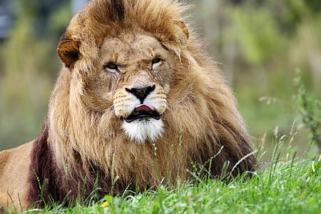 wildlife photography of lion reclining on green grass thumbnail