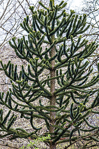 The Chilean Araucaria thumbnail