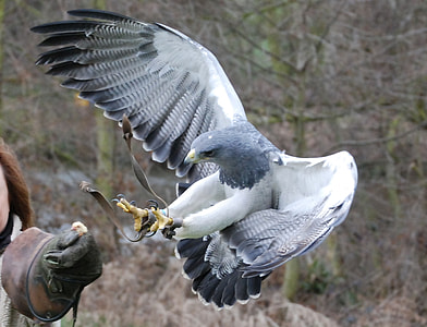 focus photo of gray and white hawk thumbnail