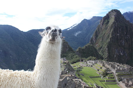 white animal with mountain background thumbnail