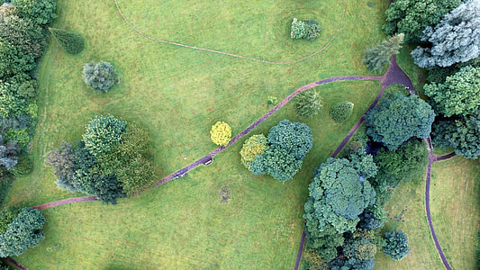 bird's eye view of trees and grass field thumbnail