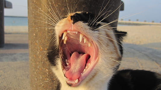 cat yawning near grey concrete post during daytime thumbnail