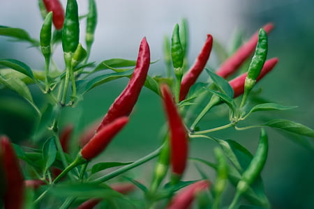 red chillis thumbnail