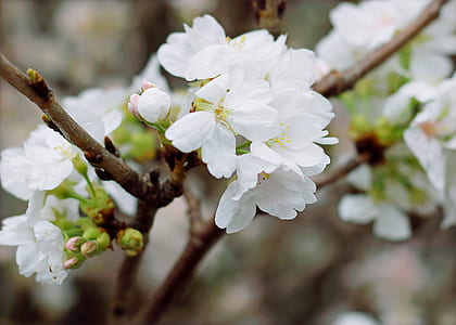 White Cherry Blossoms thumbnail