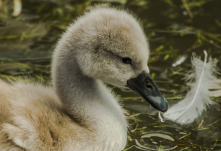 closeup view of gray duck on body of water thumbnail