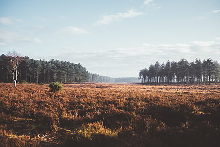tall trees on brown field thumbnail