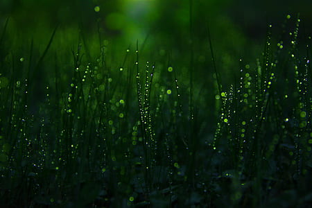 green grass thumbnail