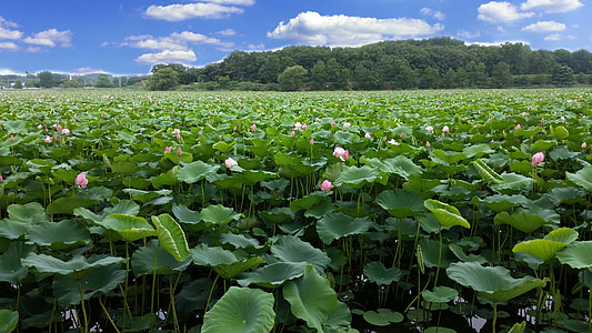 green leaf plants under blue sky at daytime photo thumbnail
