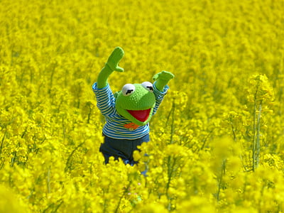 Kermit the Frog plush toy on greenfield thumbnail