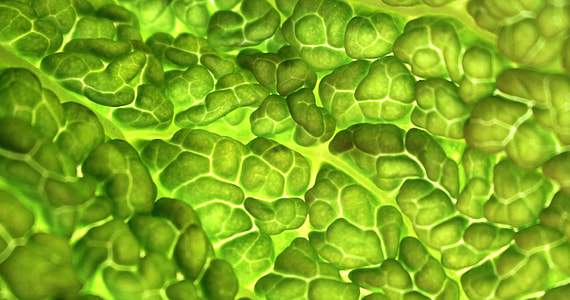 green leaf art illustration thumbnail