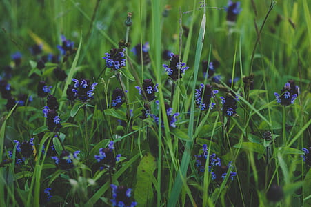 Purple Flower thumbnail