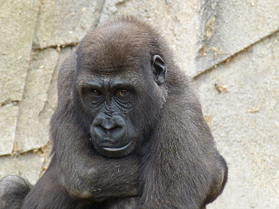 black orangutan thumbnail