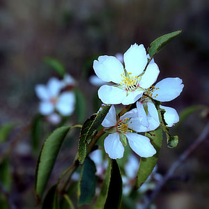 Almond Flower, Almond Branch In Bloom thumbnail