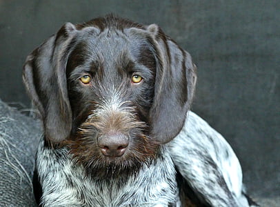 closeup photo of adult German wirehaired pointer thumbnail
