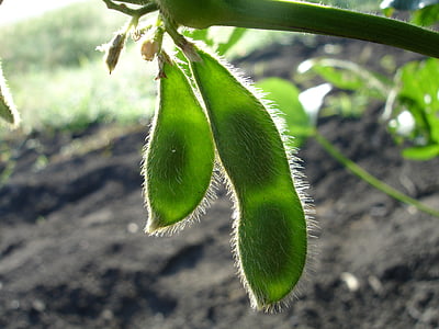 close-up photography of green pea bean plant at daytime thumbnail