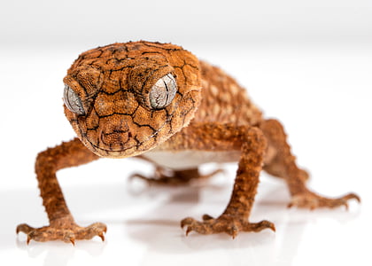 close up photography of brown lizard thumbnail