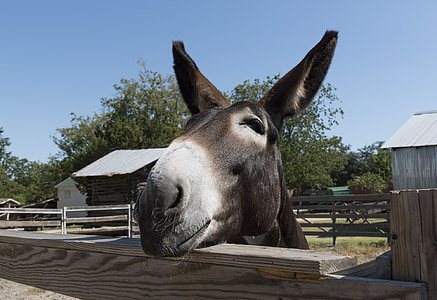 brown donkey over the fence thumbnail