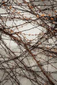 orange flowers and brown twigs on grey surface thumbnail