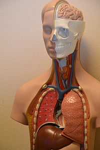 human respiratory system mannequin thumbnail