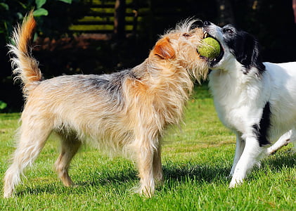 two dogs trying to catch the ball thumbnail