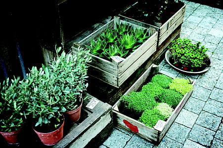 green leaf plants on brown wooden boxes\ thumbnail