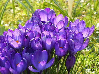 purple petaled flowers photograph thumbnail