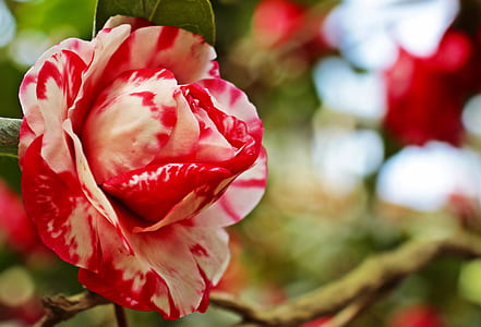 pink flower thumbnail