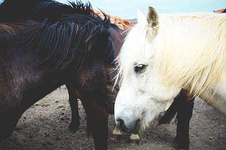 assorted-color horses thumbnail