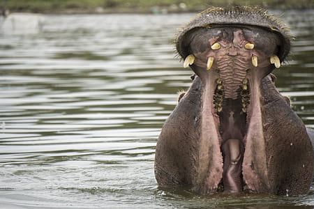 Hippopotamus in water while mouth open thumbnail