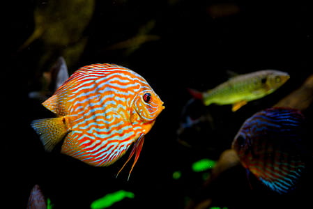 orange and gray fish thumbnail