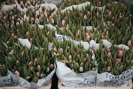 bundle of tulip flowers thumbnail