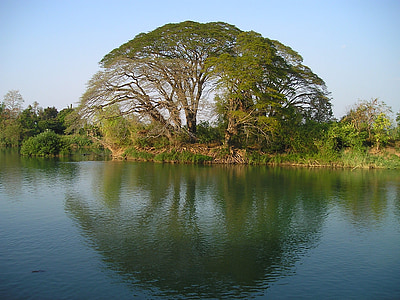 photo of green leaf tree near river during daytime thumbnail